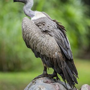 The white-backed vulture (Gyps africanus)