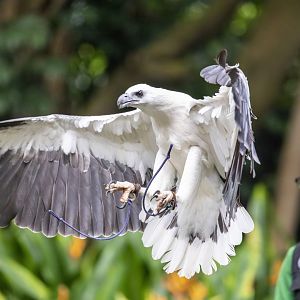 The white-bellied sea eagle (Haliaeetus leucogaster)