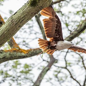 The brahminy kite (Haliastur indus)