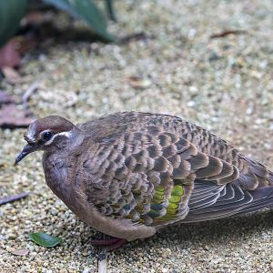 The common bronzewing (Phaps chalcoptera)