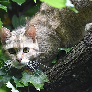 European Wildcat - Felis silvestris silvestris