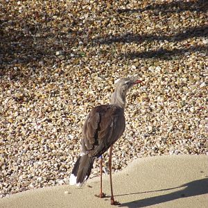 Red-legged Seriema - Zooparc de Beauval - 10/2021