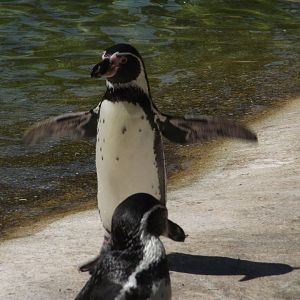 Humboldt Penguin - Zooparc de Beauval - 08/2022