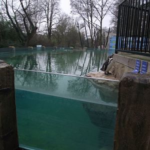 Humboldt Penguin pool and underwater vision glass panels - Zooparc de Beauval - 01/2022