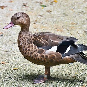 Madagascar Teal (Anas bernieri)