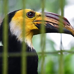 Sulawesi Hornbill (Rhabdotorrhinus exarhatus sanfordi)
