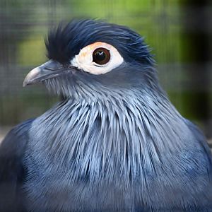 Madagascar Blue Pigeon (Alectroenas madagascariensis)