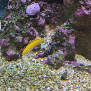 New species: canary wrasse (Halichoeres chrysus)