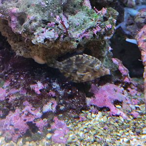 New species: bristle-tail filefish (Acreichthys tomentosus)