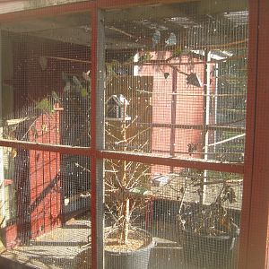 Vejen Anlæg - Budgerigar aviary