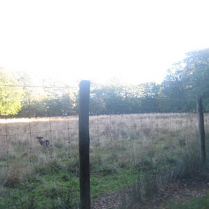 Vejen Anlæg - Deer exhibit