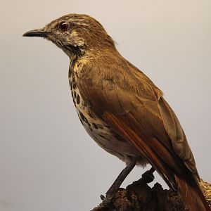 Spotted morning-thrush