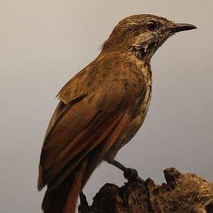 Spotted morning-thrush