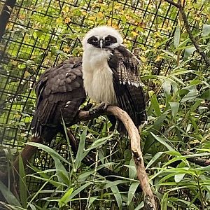 Spectacled owls 221022
