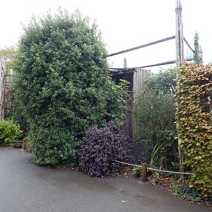 Northern white-faced owl aviary 221022