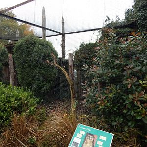 Brown wood owl aviary 221022