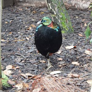 Himalayan monal 221022
