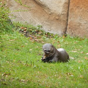 Giant otter 221022