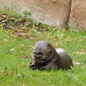 Giant otter 221022