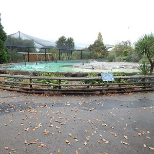 Humboldt penguin exhibit 221022