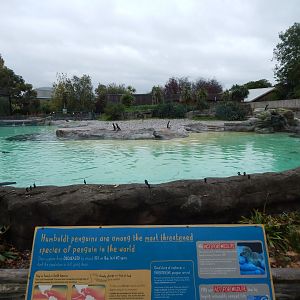 Humboldt penguin exhibit 221022