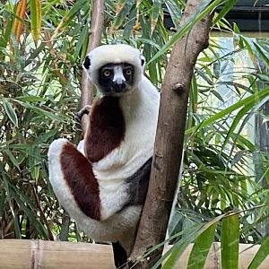 Madagascar - Coquerel's sifaka 221022