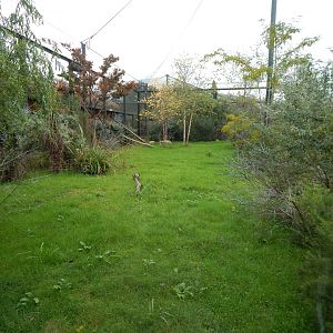 Madagascar - Coquerel's sifaka enclosure 221022