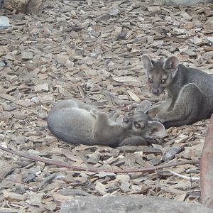 Madagascar - Juvenile Fossas 221022