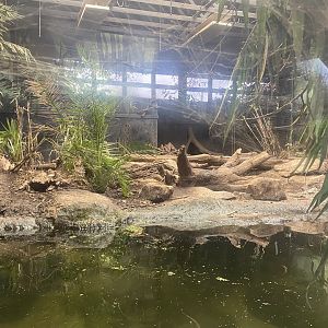 Giant otter enclosure indoors 221022