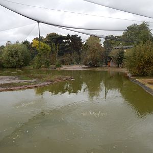 Latin American Wetlands Aviary 221022