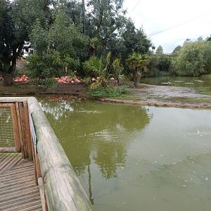 Latin American Wetlands Aviary 221022