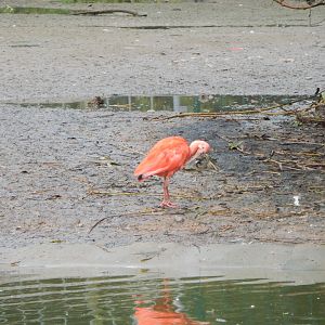 Latin American Wetlands Aviary - Scarlet ibis 221022