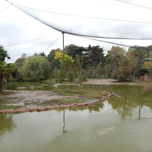 Latin American Wetlands Aviary 221022