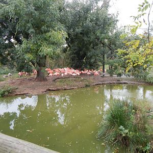Latin American Wetlands Aviary 221022