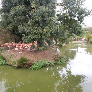 Latin American Wetlands Aviary 221022
