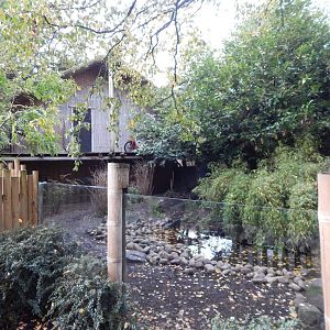 Sulawesi babirusa and Asian small-clawed otter enclosure 221022