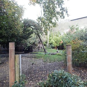 Sulawesi babirusa and Asian small-clawed otter enclosure 221022