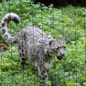 8/12/2022 - Snow Leopard