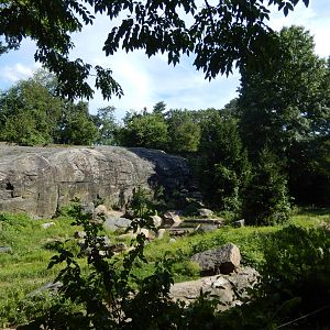 8/12/2022 - Brown Bear Exhibit