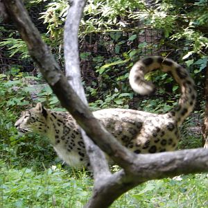 8/12/2022 - Marking the Scent