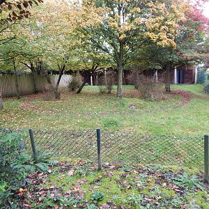Okapi and Red duiker enclosure 221022