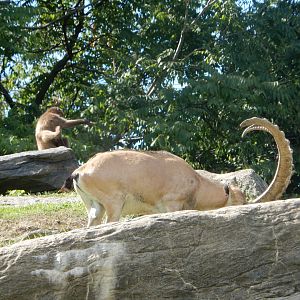 8/12/2022 - Co-Rulers of Gelada Reserve