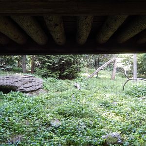 8/12/2022 - Snow Leopard Habitat #3