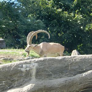8/12/2022 - Nubian Ibex