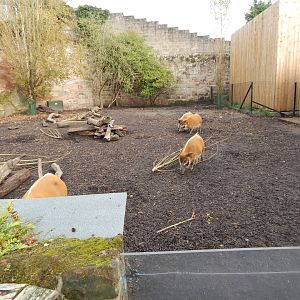 Red river hog enclosure 221022