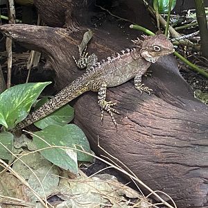 Realm of the Red Ape - Gariau forest dragon 221022