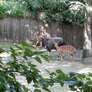 8/12/2022 - Nyala