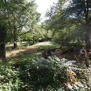 8/12/2022 - African Lion Habitat