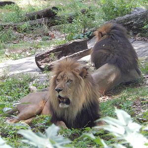 8/12/2022 - The Lion Bros.