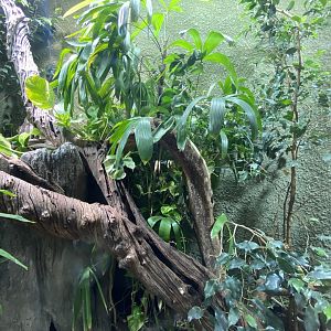 Realm of the Red Ape - Gariau forest dragon exhibit 221022